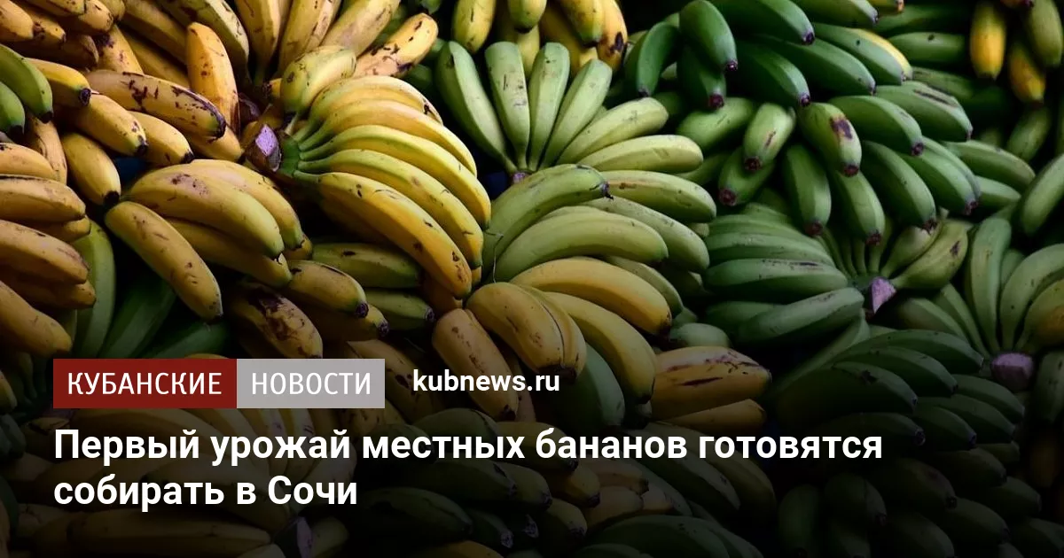 Первый урожай местных бананов готовятся собирать в Сочи