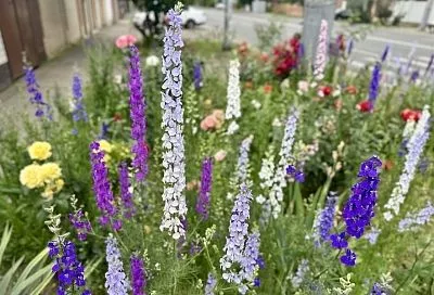 Дельфиниум – король клумбы: особенности этого прекрасного и загадочного цветка