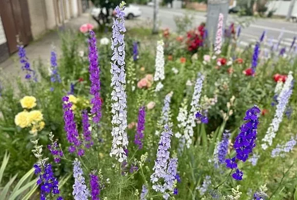 Дельфиниум – король клумбы: особенности этого прекрасного и загадочного цветка