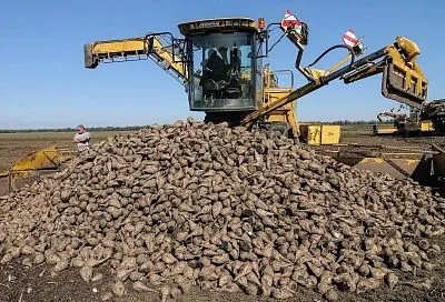Сладкое достижение: Кубань увеличила производство сахара