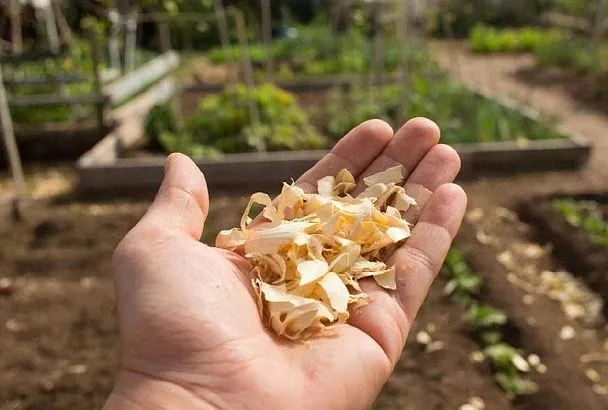 Правила опилок: этот отличный материал для мульчирования требует подготовки