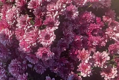 Неувядающая красота: 5 растений, которые будут цвести до снега и даже дольше