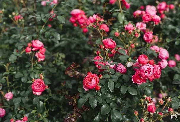 Живая изгородь из роз: Как посадить и ухаживать — пошаговые советы 