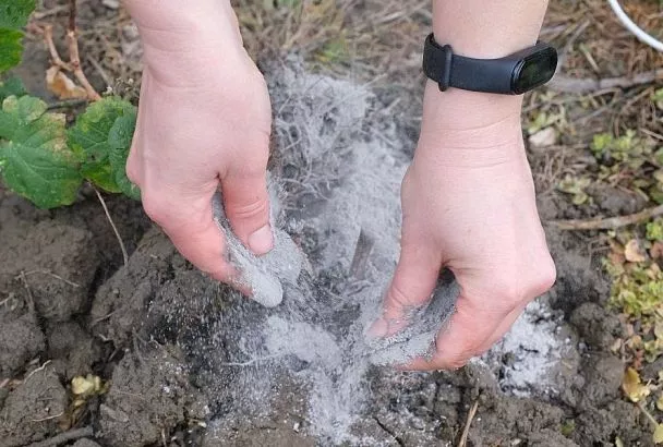 Смешайте в ведре эти 2 ингредиента и посыпьте огород: лучшее средство оздоровить почву в октябре