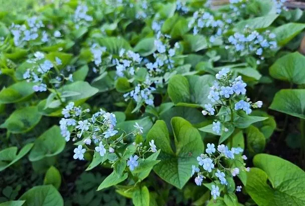 Сентябрьская посадка: 3 неприхотливых многолетника для буйного цветения весной