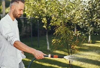 Как полить деревья в августе для урожая ведрами: пошаговое руководство