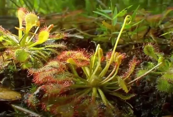 Многолетники-Хищники: Топ-3 Цветка для Вашей Клумбы от Насекомых-Вредителей