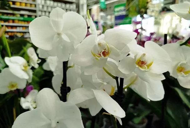 Всего полстакана этой бесплатной подкормки спасет даже самый чахлый цветок: делаю ее сама за минуту, и вы легко сможете