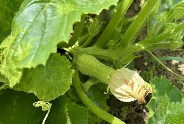 2 элемента, которые исправят ошибку природы: сделайте так, если кабачок дает маленькие и загнивающие плоды