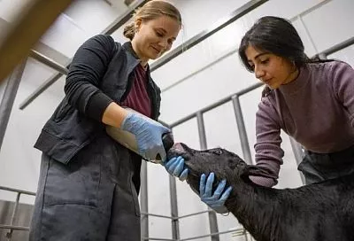 Ученые отмечают повышенную тягу к общению у клонированных на Кубани телят