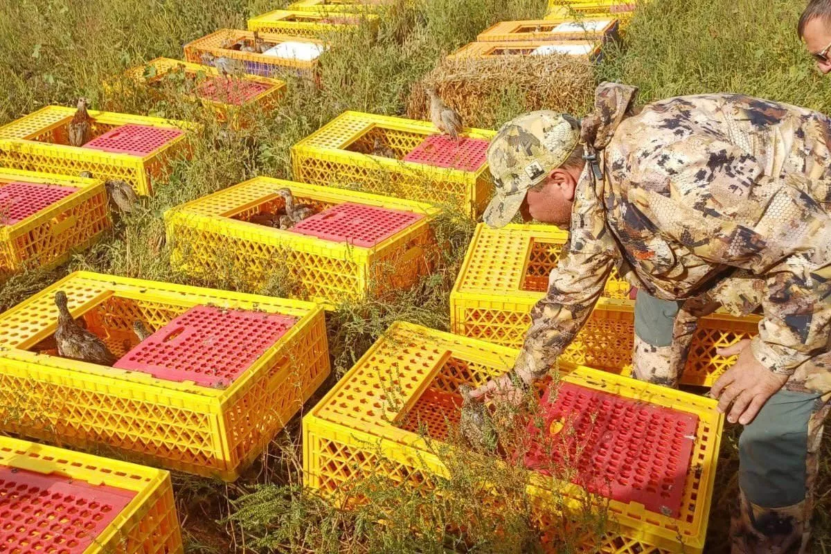 В Темрюкском районе выпустили в естественную среду 500 фазанов