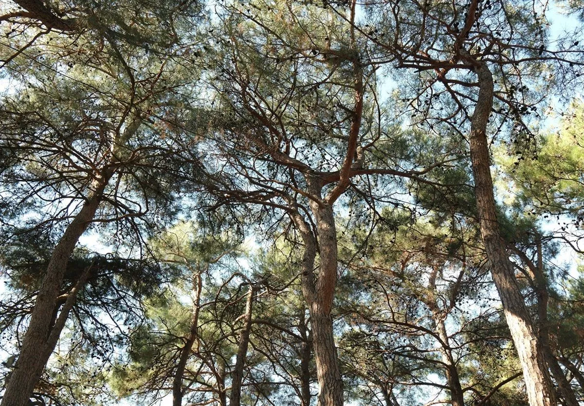 Ученые исследовали вредителей хвойных деревьев в зимний период в лесах под Сочи, Геленджиком и Новороссийском