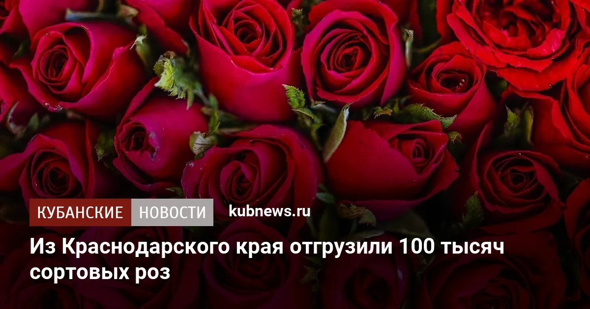 Из Краснодарского края отгрузили 100 тысяч сортовых роз