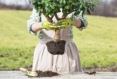 Об этом стоит помнить: почему опытные цветоводы избегают универсального грунта?