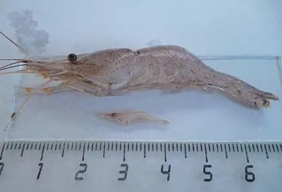 Ученые рассказали о преобладающих в Азовском море видах креветок