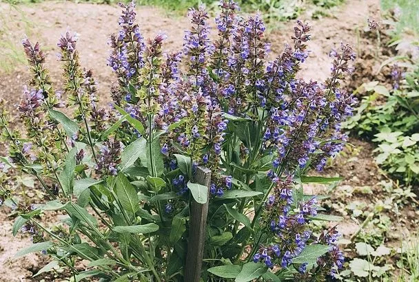 Не цветок, а спасение от комаров: 3 неожиданные причины посадить котовник Фассена возле беседки – ваш природный репеллент