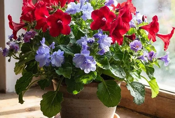 Зачем опытные хозяйки кладут лавровый лист в каждый горшок с цветами: раскрываем секреты комнатного цветоводства