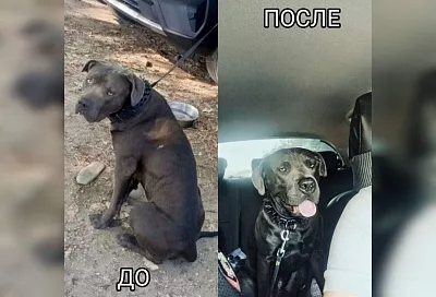 Полицейские спасли Хатико, верно ждавшего попавшего в больницу Туапсе хозяина