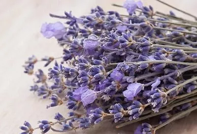 Как правильно сушить лаванду: советы для ярких букетов и ароматного дома