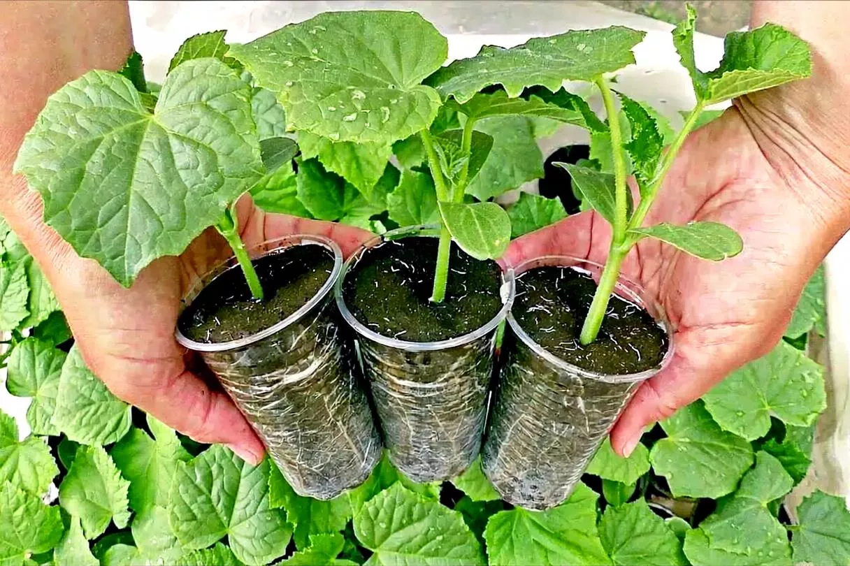 Рассаду огурцов поливаю «особой» водой.  Больше не знаю хлопот весь сезон и могу похвастаться стопроцентной приживаемостью