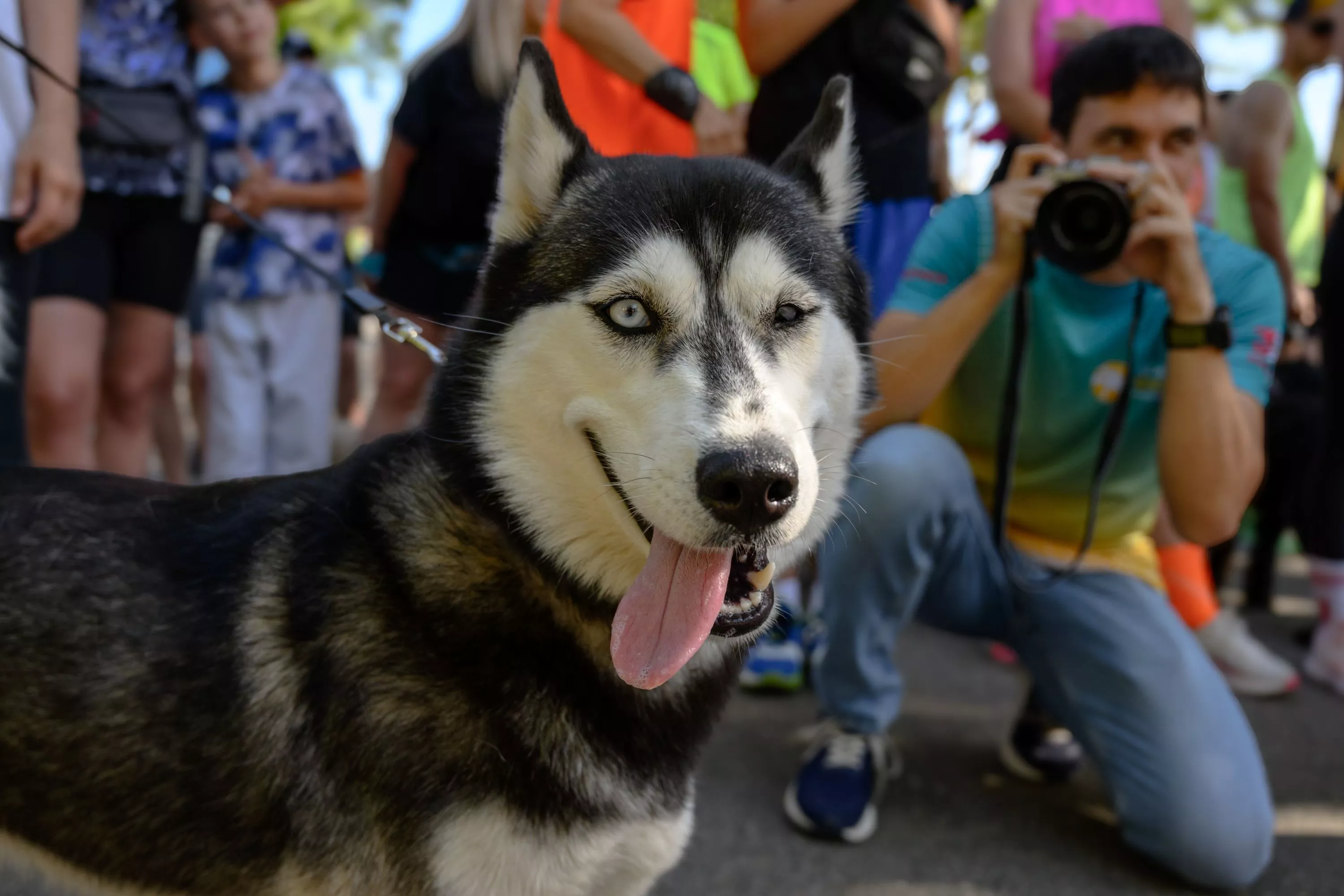 «Лохматый марафон»: в Краснодаре прошел благотворительный забег в поддержку приюта для бездомных животных