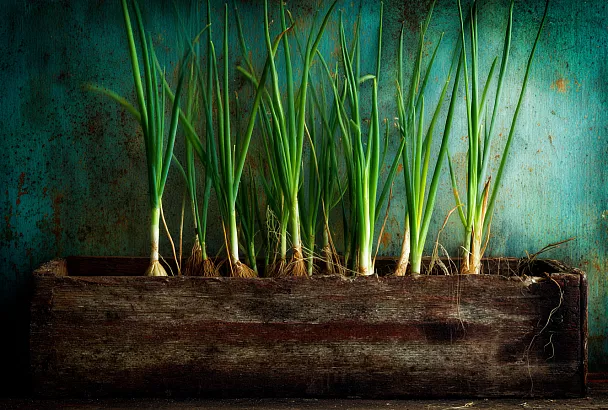 Как вырастить 21 луковицу из одного донышка: проверено