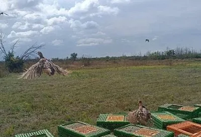На Кубани провели первый осенний выпуск фазанов