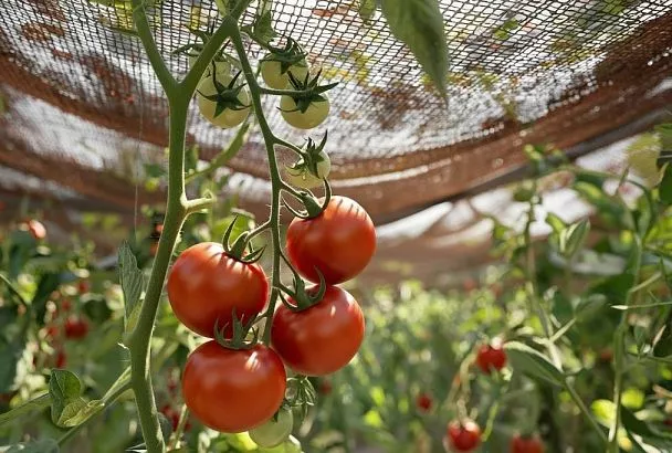 Натянул затеняющую сетку под углом  — и сочные томаты даже в жару на Кубани