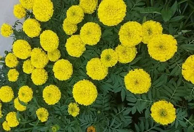 Цветущая защита: хотите богатый урожай овощей и ягод – сажайте бархатцы