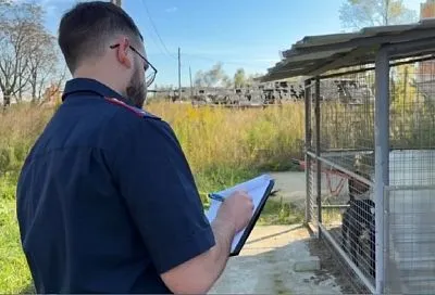 СК опубликовал видео с места нападения бойцовских собак на ребенка в Краснодарском крае