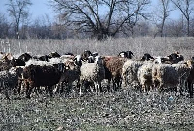 В Краснодарском крае выросло поголовье овец и коз