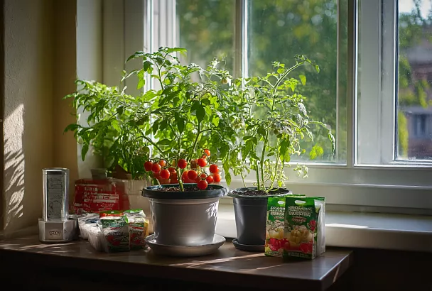Комнатные томаты выращиваю на подоконнике: даю 14–16 ч света и не заливаю — собираю свои помидорчики круглый год