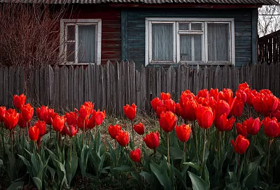 Выращивайте тюльпаны без вымерзания: простые правила для крупных цветов
