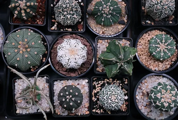 Кактусы астрофитумы – «бархатные звезды», которые никогда не поранят руки хозяев