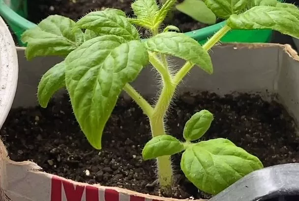 Помидоры по Луне или науке? Сравнили урожай и даем календарь посадок (таблица) 