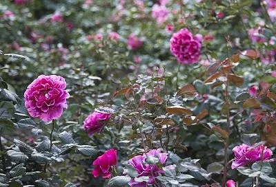 Новый сорт русской розы прижился в горах Сочи: для курорта и вашего сада