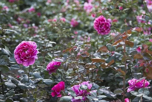 Новый сорт русской розы прижился в горах Сочи: для курорта и вашего сада