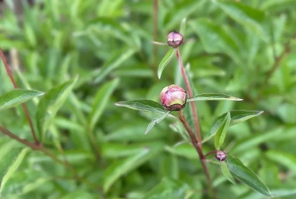 Не тормози, брат: почему пионы не растут и дают только 1 стебель