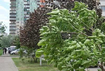 Северные ветра продолжат постепенное понижение температуры в Краснодарском крае