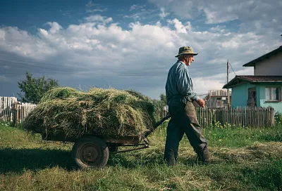 Как использовать скошенную траву для удобрения и мульчи в саду