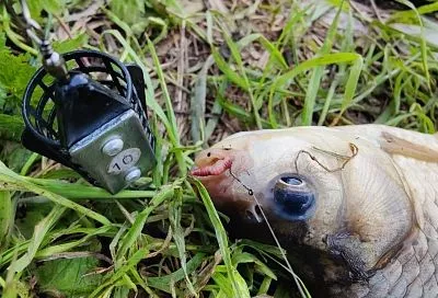 Секрет фидера на леща: Почему поводок 1,5 метра увеличивает улов? Советы от Сущевского