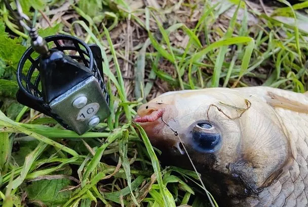 Секрет фидера на леща: Почему поводок 1,5 метра увеличивает улов? Советы от Сущевского