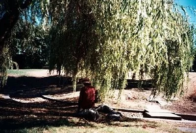 Отдохнуть под сенью: эти деревья идеальны для создания тенистого зеленого уголка