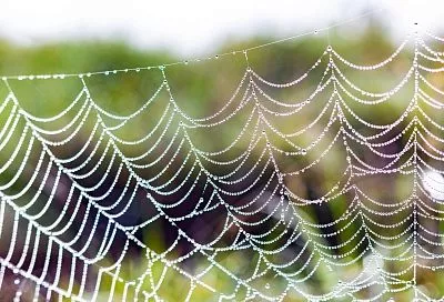 Все кусты в паутине: когда это сигнал беды и какие обработки помогут спасти растения