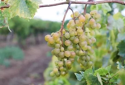 В Краснодарском крае стартовала уборка винограда