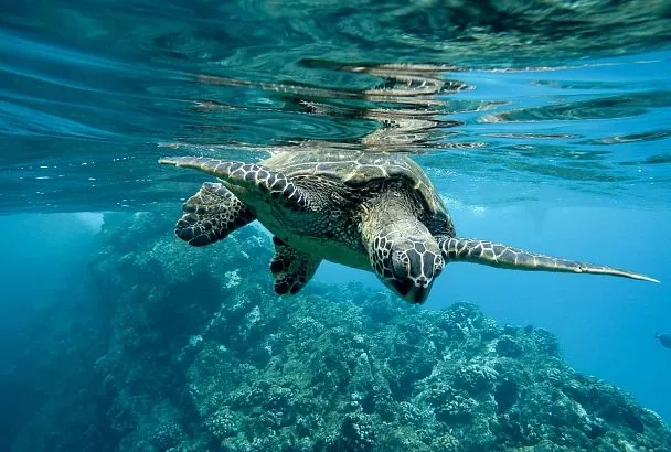 Турист-живодер вырезал имя на панцире черепахи
