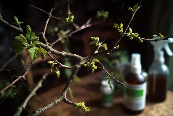 Самое тяжёлое лето для сада: как защитить растения в 2026 году