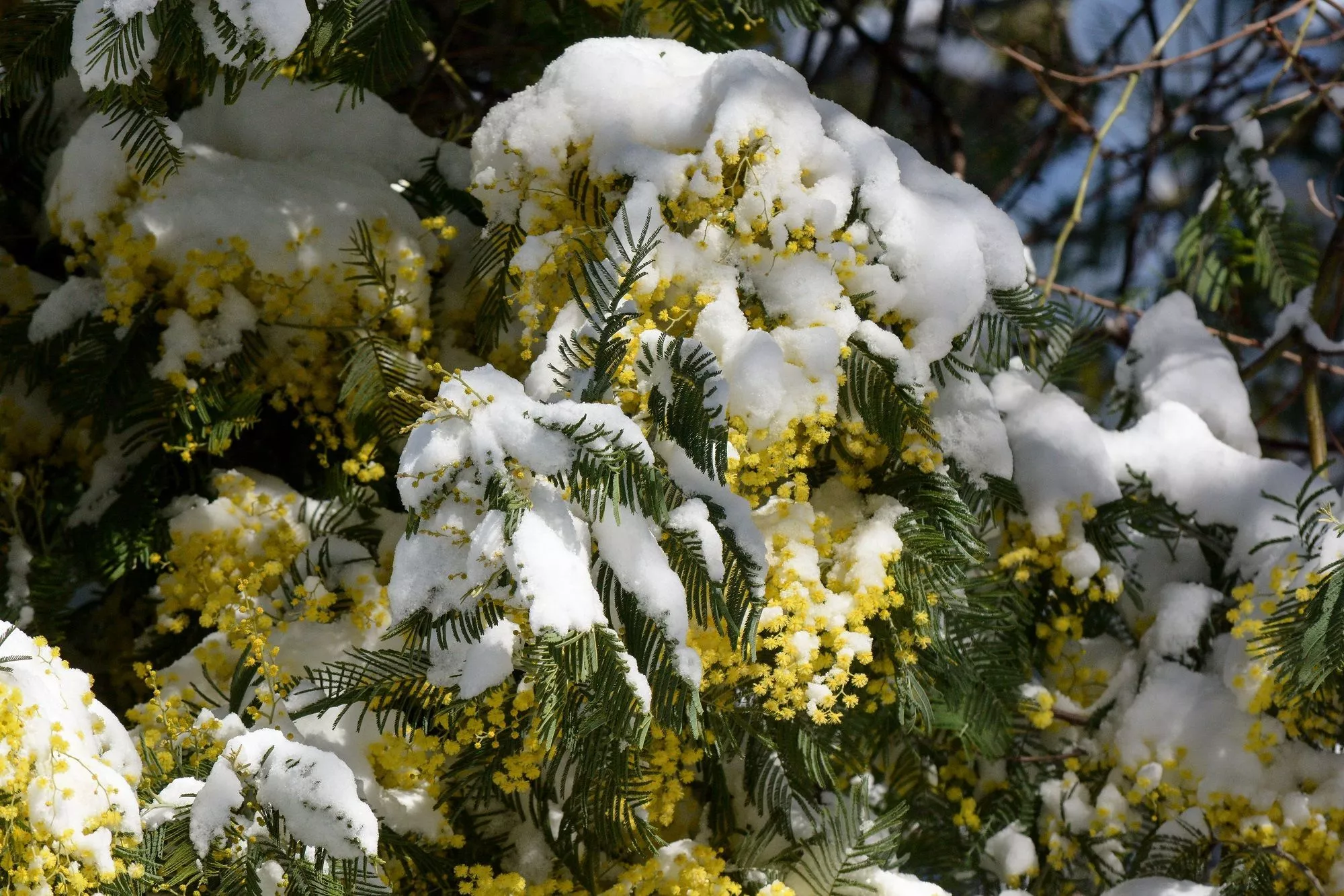 Налипание мокрого снега прогнозируется в предгорьях Сочи 