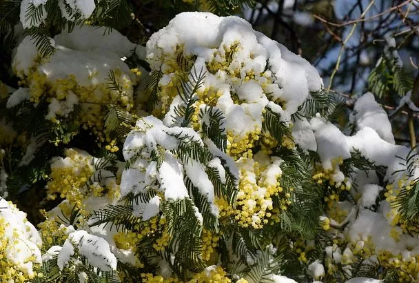 Налипание мокрого снега прогнозируется в предгорьях Сочи 