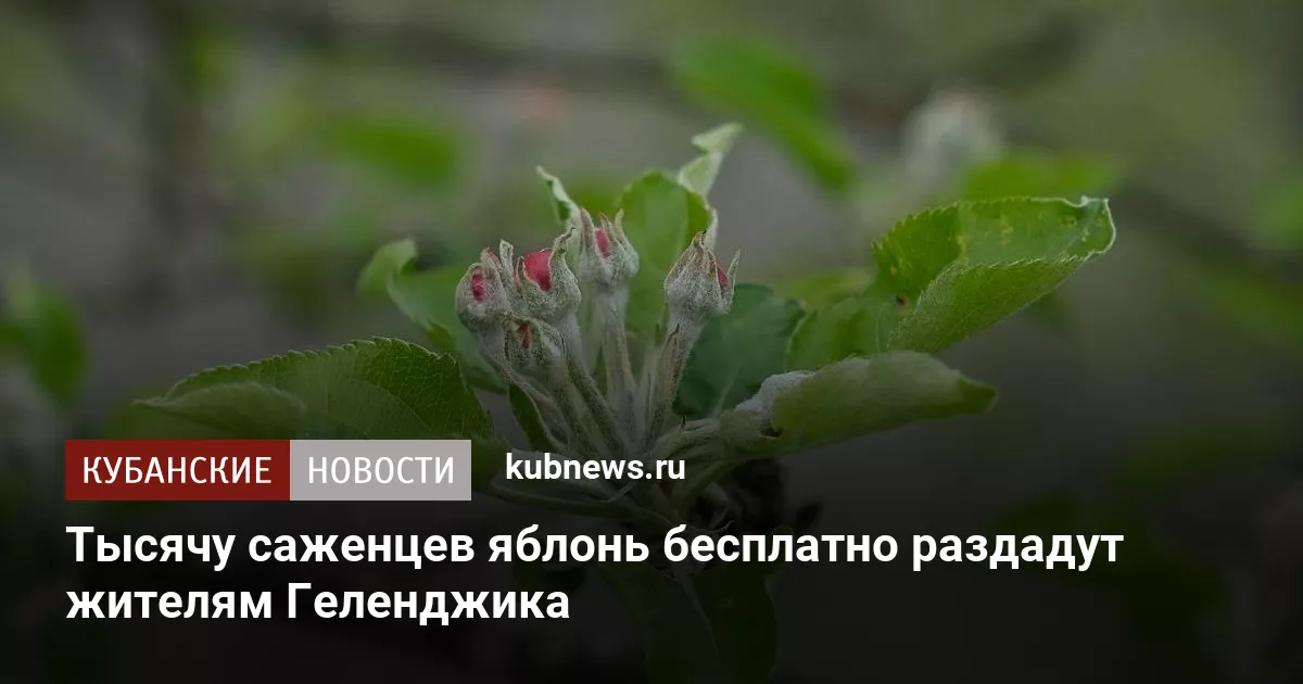 Тысячу саженцев яблонь бесплатно раздадут жителям Геленджика